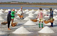 Giá muối tăng, diêm dân phấn khởi