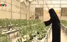 Tầm nhìn nông nghiệp bền vững trên sa mạc