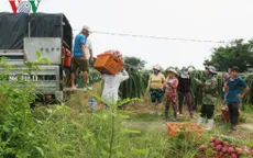 Giá thanh long đầu vụ chong đèn ổn định, người trồng phấn khởi