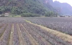Thung lũng hoa hồng Chiềng Xôm