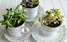 Sáng tạo công năng mới cho những vật dụng hàng ngày
