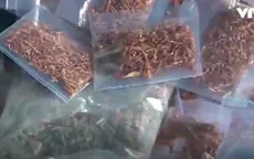 Triệt phá tụ điểm mua bán lượng lớn "cỏ Mỹ"