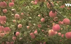 Nghề trồng táo sạch cho thu nhập cao tại Sơn Đông, Trung Quốc