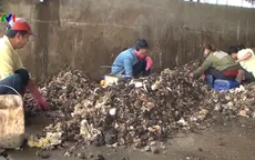 Quảng Trị: Nhiều người dân lén bỏ tạp chất vào mủ cao su