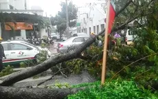 TP.HCM: Mưa lớn kéo dài khiến nhiều cây xanh ngã đổ