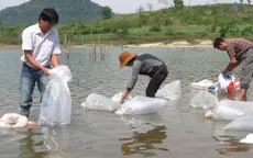 Thả con giống tái tạo nguồn lợi thủy sản