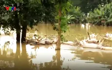 Nỗi lo bùng phát dịch bệnh sau lũ