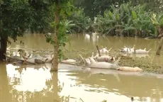 Nông nghiệp thiệt hại nặng nề do mưa lũ
