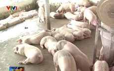 Đồng Nai đã tiêu thụ 85.000 con heo tồn