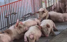 Hải Phòng quyết liệt ngăn chặn dịch tả lợn châu Phi