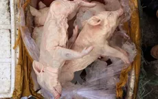 Quảng Ngãi: Phát hiện vụ vận chuyển lợn sữa chưa qua kiểm dịch