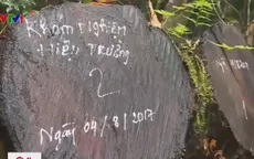 Thông đỏ trước nguy cơ tuyệt chủng