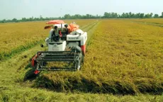Giá lúa tăng nông dân thu lãi gần 20 triệu đồng 1ha