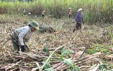 Thu hoạch mía gặp khó khăn do thiếu nhân công trầm trọng