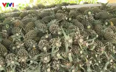 “Thông tin thương lái thu mua dứa non là không chính xác”