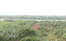 Sản xuất gặp khó khi không tích tụ ruộng đất