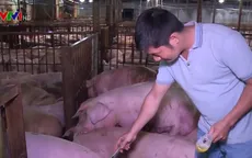 Phát hiện cơ sở giết mổ tiêm thuốc an thần cho gần 5.000 con lợn