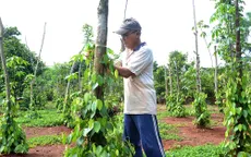 Giá tiêu thấp nhất trong 5 năm qua