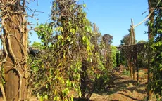 Miền Trung đối mặt với tình trạng hồ tiêu chết hàng loạt
