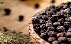 Tiêu khô Quảng Trị được đánh giá cao tại Mỹ