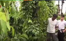 Nạn chặt phá tiêu hoành hành tại Đăk Lăk, nông dân khốn đốn