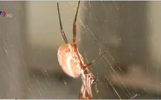 Thụy Điển phát triển tơ nhân tạo