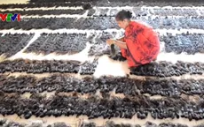 Ngành làm tóc giả Ấn Độ thu hàng trăm triệu USD mỗi năm