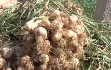 Người trồng tỏi thu nhập cả tỷ đồng trên đảo Lý Sơn