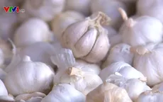 Tỏi ngoại nhập lấn át thị trường