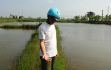 Trà Vinh thiệt hại 250 triệu con tôm do dịch bệnh