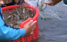 Người nuôi tôm Bình Định được mùa, trúng giá