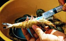 Chống tôm bơm tạp chất: Cần tăng cường vai trò của chính quyền cơ sở