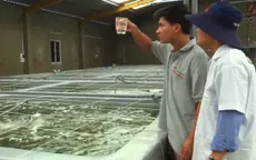 Nhiều DN "ma" giả mạo thương hiệu tôm giống Ninh Thuận
