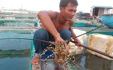 Quy hoạch vùng nuôi: Hướng tới sự bền vững nghề nuôi tôm hùm