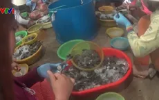 Kiên Giang: Thiết lập đường dây nóng, tố giác tôm tạp chất