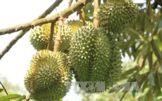 Giá trái cây Đồng bằng sông Cửu Long tăng cao