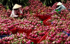 Trái cây Việt Nam có mặt tại 60 quốc gia và vùng lãnh thổ