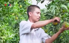 Nâng cao chất lượng sản phẩm tham gia Ngày hội trái cây Lục Ngạn