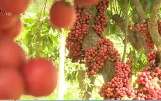 Đến với cao nguyên Vân Hòa ở Phú Yên trải nghiệm mùa trái đỏ chín