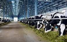 Trang trại bò sữa hữu cơ đầu tiên theo tiêu chuẩn châu Âu