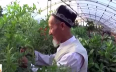 Trang trại cây nhập ngoại ở Uzbekistan