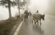 Sapa tăng cường tránh rét cho trâu bò
