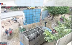 Tây Ninh: Trâu điên xổng chuồng tấn công, 6 người bị thương nhập viện