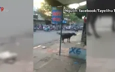 Trâu điên rượt húc người gây náo loạn ở Đồng Nai