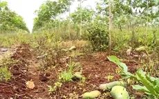 Vấp doanh nghiệp "ma", nông dân điêu đứng