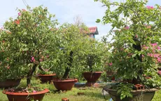 Người trồng lao đao vì tin đồn hoa giấy xịt hóa chất gây ung thư