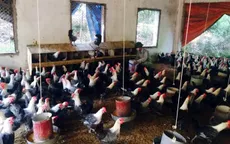 Người dân Vĩnh Phúc làm giàu từ nuôi gà siêu trứng