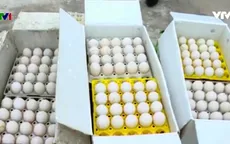 Thu giữ 24.000 quả trứng gà nhập lậu tại Quảng Ninh