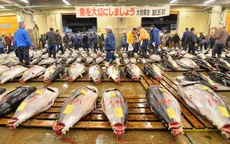 Chợ cá Tsukiji - Chợ hải sản lớn nhất thế giới chuẩn bị di dời