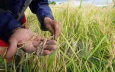 Tình trạng ấm lên trên toàn cầu khiến lương thực giảm dinh dưỡng